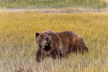 Adult female grizzly bear crossing grassy meadow, Lake Clark National Park and Preserve, Alaska, Silver Salmon Creek