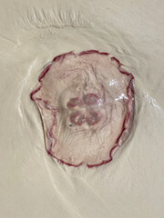 Obraz premium jellyfish on beach, Florida