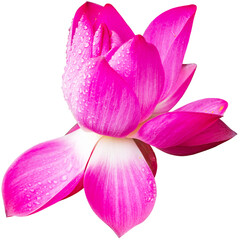 Lotus, water lily, flower, beautiful lotus, pink lotus, white lotus,
leaf, nature, spring, summer,...