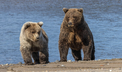 Obraz na płótnie Canvas Grizzly bear cub and adult female, Lake Clark National Park and Preserve, Alaska, Silver Salmon Creek