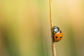 ladybug on a hay