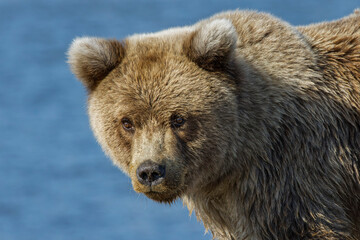 Fototapeta na wymiar Grizzly bear, Lake Clark National Park and Preserve, Alaska, Silver Salmon Creek