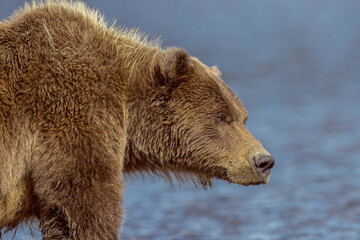 Naklejka na ściany i meble Grizzly bear, Lake Clark National Park and Preserve, Alaska