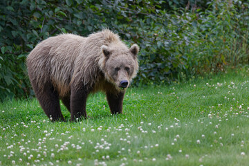 Obraz na płótnie Canvas Grizzly bear, Lake Clark National Park and Preserve, Alaska