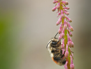 Cool weather slowed the movement of this bumblebee.