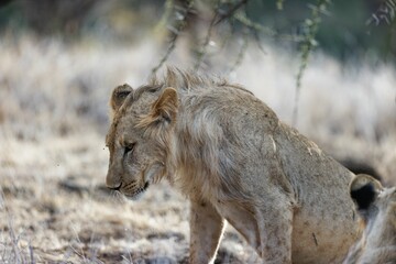Closeup shot of a young male lion in Lewa Conservancy, Kenya