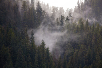 Usa, Alaska. Wisps of fog dance among trees in this Alaska rainforest scene on Admiralty Island.