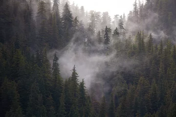 Crédence de cuisine en verre imprimé Forêt dans le brouillard Usa, Alaska. Wisps of fog dance among trees in this Alaska rainforest scene on Admiralty Island.