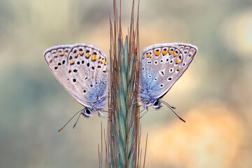Macro shots, Beautiful nature scene. Closeup beautiful butterfly sitting on the flower in a summer garden.