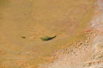 USA, Arizona, Vermilion Cliffs National Monument. White Pocket, desert shrimp in rain pool