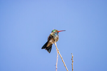 USA, Arizona, Catalina. Adult male broad-billed hummingbird on limb.