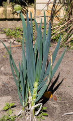 Chives are an herb commonly grown in home gardens.