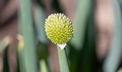 Photograph of a beautiful chive flower.	
