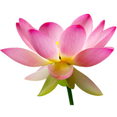 Lotus, water lily, flower, beautiful lotus, pink lotus, white lotus,
leaf, nature, spring, summer, spring greenery, yellow, green, isolated, transparent background, blossom, flora, floral, flower