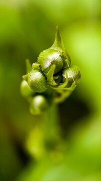 Vertical shot of a green bud plant ready to bloom against a blurry green background
