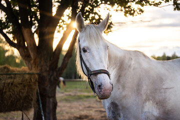 Portrait of a white horse. In the pasture at sunset, hay, oak tree