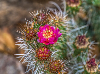 Pink blossom, Petrified Forest National Park, Arizona