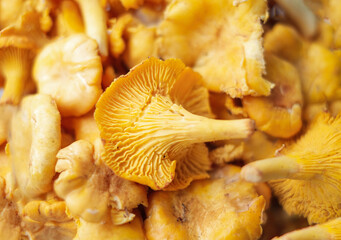 Close-up texture of mushrooms of the chanterelle family. Beautiful bright background for your projects - obrazy, fototapety, plakaty