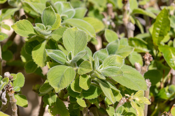 Fototapeta na wymiar Boldo is a medicinal plant widely used as a home remedy.