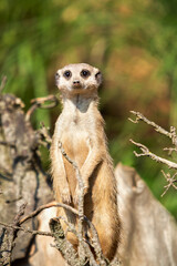 Fototapeta premium Meerkat Standing in front of the camera