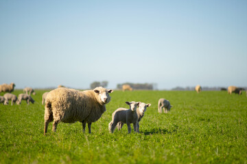 a mother sheep with her two lambs walk through the field with much affection, love and company. take care of animals do not eat meat