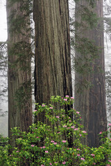 Pacific Rhododendron in foggy redwood forest, Redwood National Park,