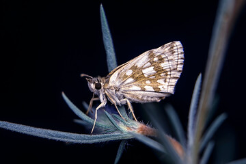  Macro Photography of Moth on Twig of Plant.