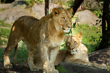 Lion Family with young male and female together 