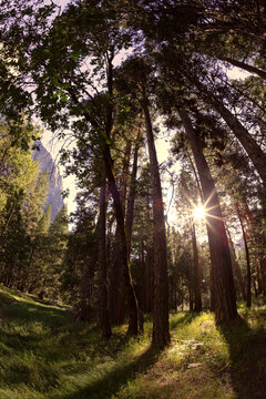 Sunlight through pine trees, Yosemite Valley, Yosemite National Park, California © Danita Delimont