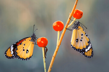 Macro shots, Beautiful nature scene. Closeup beautiful butterfly sitting on the flower in a summer garden. © blackdiamond67