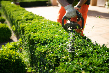 Home and garden concept. Hedge trimmer in action. Shrub trimming work. - obrazy, fototapety, plakaty