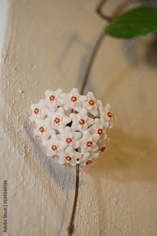 Sticker Vertical shot of the Hoya flower bloom