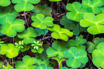 USA, California, Redwood National and State Parks. Oxalis leaves in Lady Bird Johnson Grove.