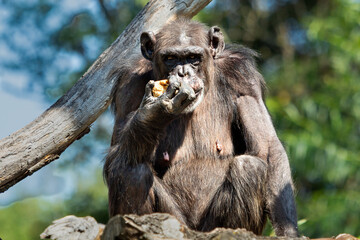 Young Sumatran Orangutan in a closeup