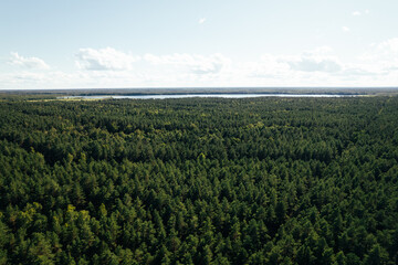 Fototapeta premium Drone aerial shot of green pine forests and spring birch groves with beautiful texture of golden treetops. Sunrise in springtime. Sun rays breaking through trees in mountains in golden time