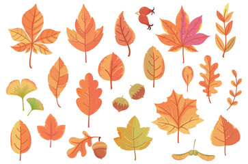 Obraz na płótnie Canvas Big set of vector autumn icons, fall stickers: leaves, mushrooms, hedgehog, chestnuts, oak acorn, rose hips, viburnum, rowan, lettering, maple seeds, hazelnut.