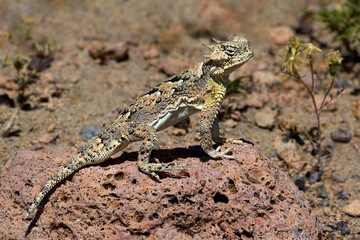 Naklejka na ściany i meble USA, California, Mono County. Southern desert horned lizard suns on rock.
