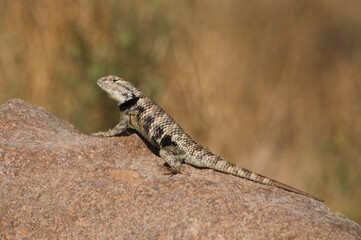 Naklejka na ściany i meble USA, California. Juvenile male yellow-backed spiny lizard on rock.