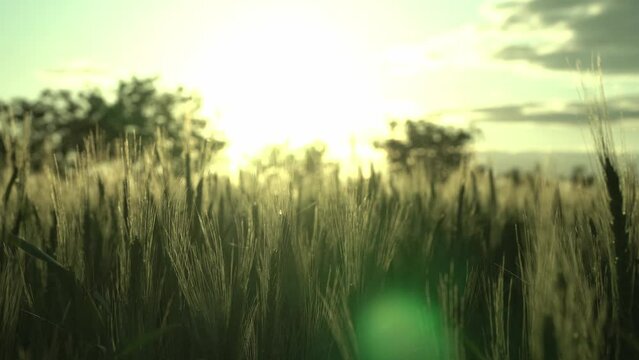 counter light. wheat in the sunset. beautiful. video