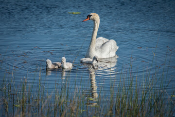 Usa, California. A mute swan tends to her cygnets on a California pond.