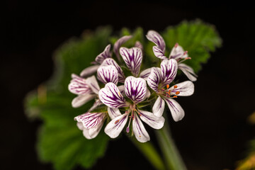Obraz premium Flowers of Native Storksbill or Wild Geranium (Pelargonium australe)