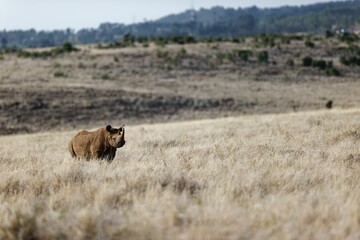 Black rhino walking in the grass