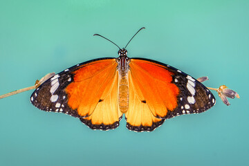 Naklejka premium Macro shots, Beautiful nature scene. Closeup beautiful butterfly sitting on the flower in a summer garden.