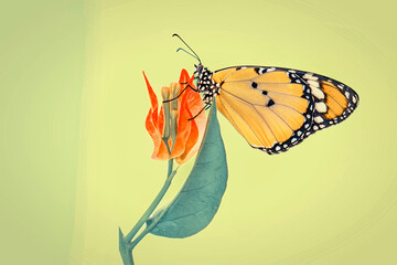 Macro shots, Beautiful nature scene. Closeup beautiful butterfly sitting on the flower in a summer garden.

