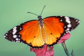 Macro shots, Beautiful nature scene. Closeup beautiful butterfly sitting on the flower in a summer garden.

