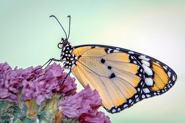 Macro shots, Beautiful nature scene. Closeup beautiful butterfly sitting on the flower in a summer garden.

