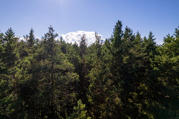 Drone aerial shot of green pine forests and spring birch groves with beautiful texture of golden treetops. Sunrise in springtime. Sun rays breaking through trees in mountains in golden time