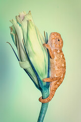 Macro shots, Beautiful nature scene , baby green chameleon sitting on flower in a summer garden.