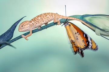 Amazing moment ,Large tropical butterfly and baby green chameleon sitting on flower in a summer garden. © blackdiamond67