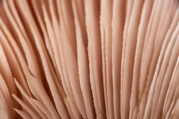 The texture of the mushroom plate close-up, macro
